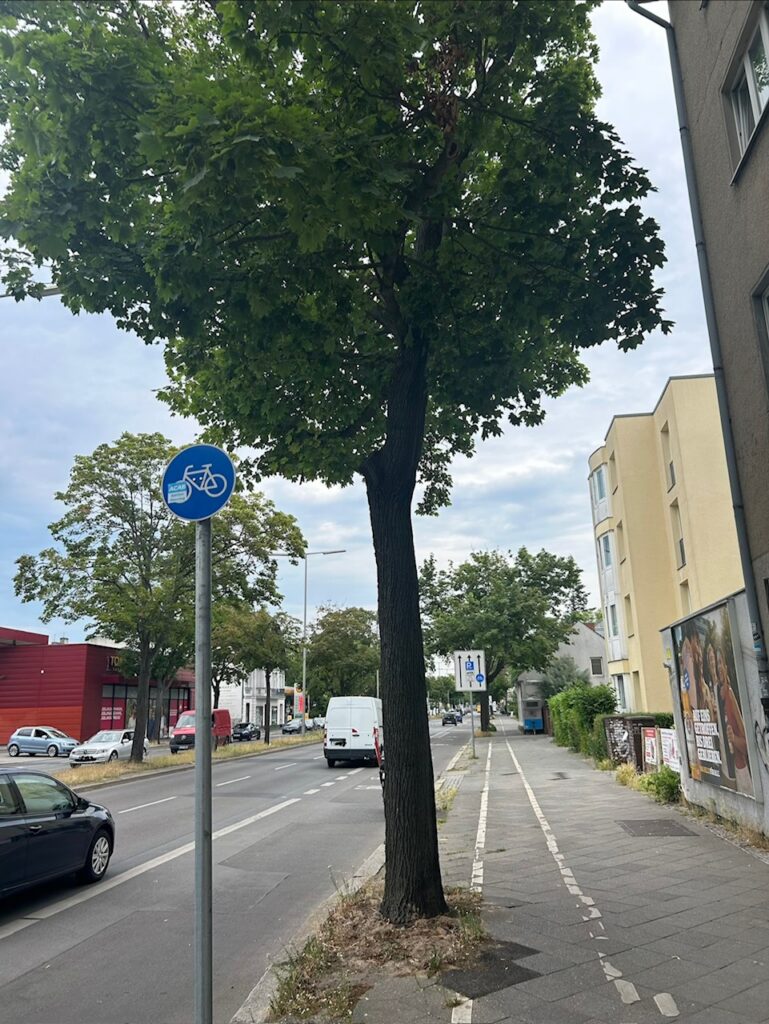 Baum-Mahnwache in der Ollenhauerstraße plus Demo für den Erhalt des Radfahrstreifens